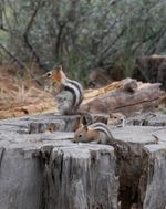 Two chipmunks on top of a large tree stump.