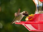 A hummingbird sitting on a feeder with its wings still in motion.