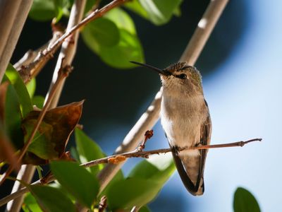 Hummingbird sitting on a branch.