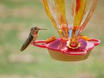 A hummingbird resting on a feeder