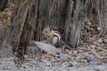A small chipmunk at the base of a tree.