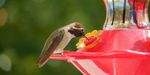 Hummingbirds Collection Image