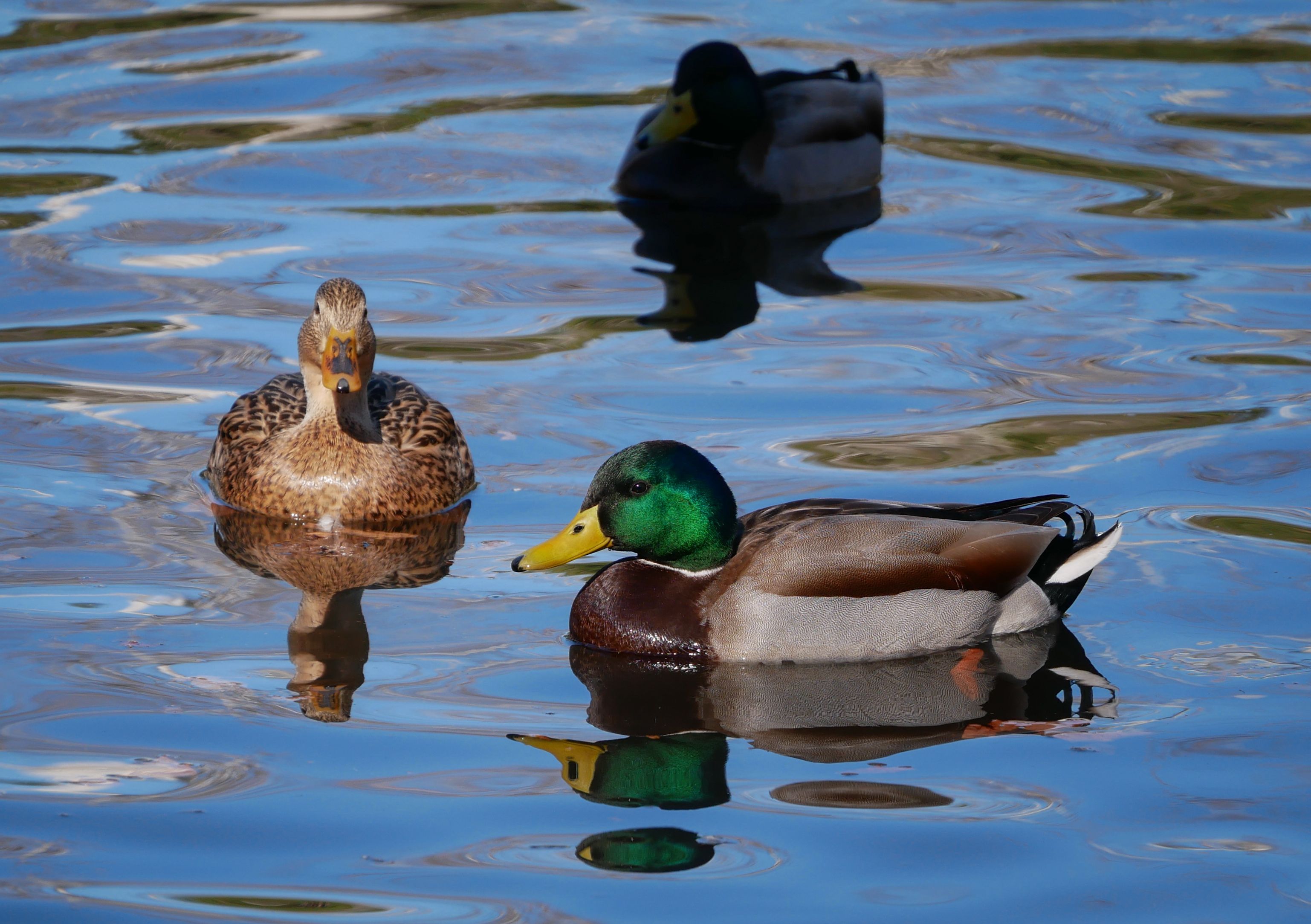 Three ducks in a pond.