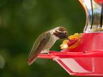 Hummingbird sitting on a feeder.