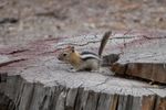 A chipmunk on top of a tree stump.