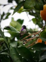 A hummingbird resting on the branch of an orange tree on a ranny day