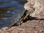 A small turtle sitting on the edge of a pond.